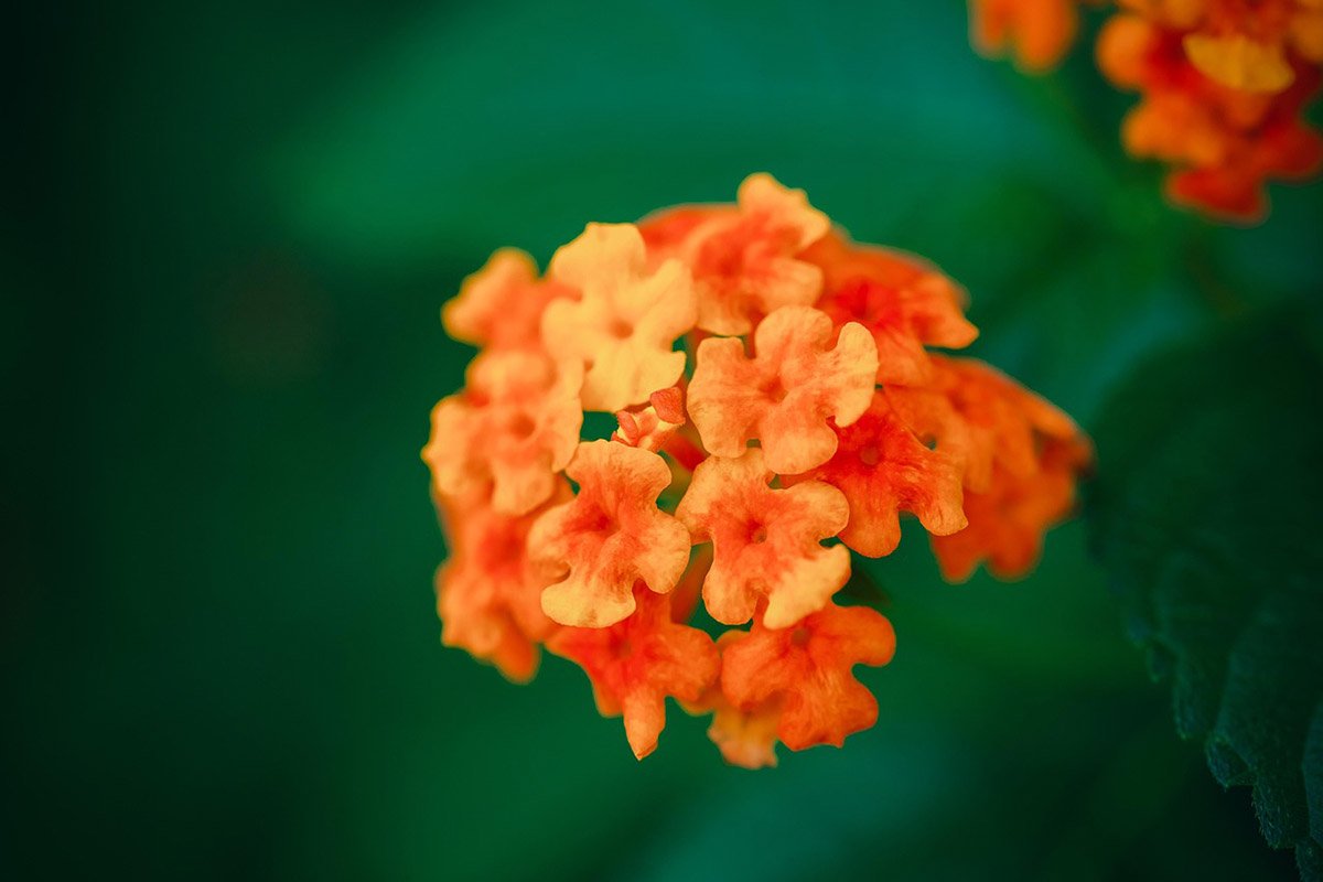 Lantanas multicolores