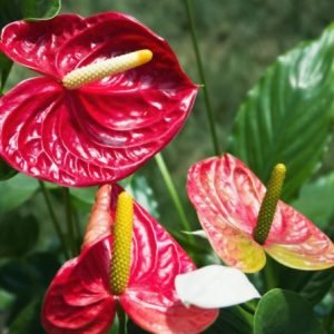 ANTHURIUM C17 ALBAHAMA