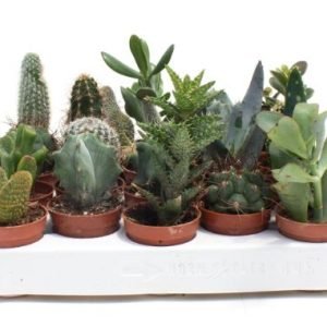 B. CACTUS 5.5 (SIN FL.)