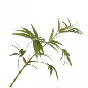 BAMBOO SPRAY GREEN 88CM