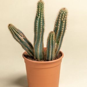 CACTUS C17 INF VAR.1