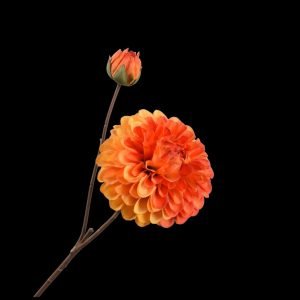 DAHLIA SPRAY ORANGE 63 cm