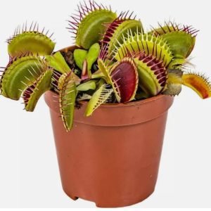 Dionaea muscipula M508