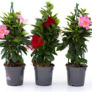 DIPLADENIA COLECC. C14 ESP40