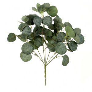EUCALYPTUS CINERA LVS BUSH 5X3 60
