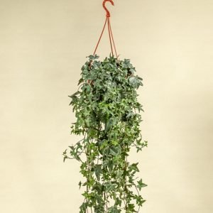 HEDERA MONA LISA M19