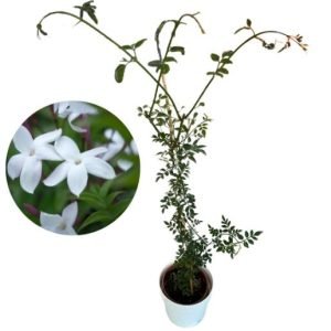 JASMIN REAL GRAND. C17