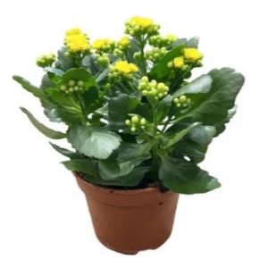 KALANCHOE BLOSSFEL. DOUBLE MIX C10.5