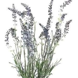 LAVENDULA BUSH X5 LAVENDER 41