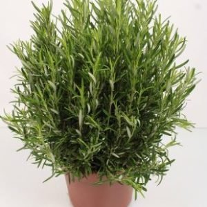 ROSMARINUS OFFICINALIS 14 XXL