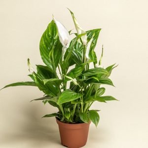 SPATHIPHYLLUM CHOPIN C9 A30