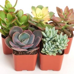 SUCULENT. OTHER C8.5 A10